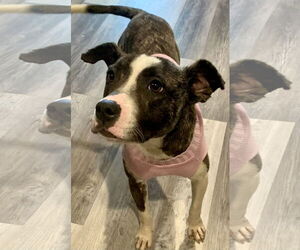 Catahoula Leopard Dog-Unknown Mix Dogs for adoption in Okolona, MS, USA