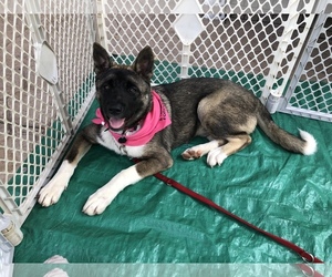 Akita Dogs for adoption in Fair Oaks, CA, USA