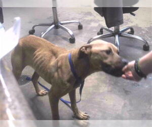 Black Mouth Cur-Unknown Mix Dogs for adoption in Tallahassee, FL, USA