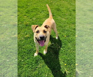 American Staffordshire Terrier-Unknown Mix Dogs for adoption in Ogden, UT, USA