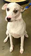 Rat Terrier Dogs for adoption in Katy, TX, USA