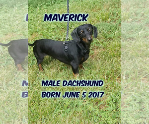Dachshund Dogs for adoption in Huddleston, VA, USA