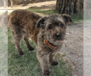 Poovanese Dogs for adoption in Phoenix, AZ, USA
