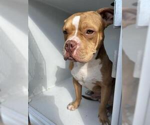 Bulldog Dogs for adoption in Houston, TX, USA