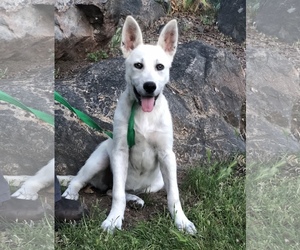 Unknown-white german shepherd Mix Dogs for adoption in Fresno, CA, USA