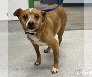 Chihuahua-Unknown Mix Dogs for adoption in Washington, DC, USA