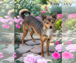Chihuahua-Unknown Mix Dogs for adoption in Phelan, CA, USA