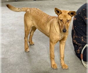 Carolina Dog-Unknown Mix Dogs for adoption in Genesee, WI, USA