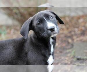 Medium Photo #1 Boxer-Retriever  Mix Puppy For Sale in Mechanicsburg, PA, USA