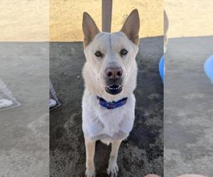 Akita-Siberian Husky Mix Dogs for adoption in Incline Village, NV, USA