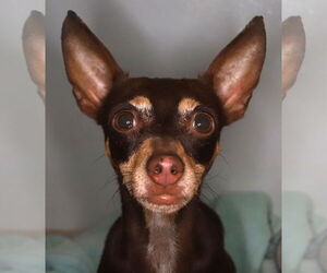 Miniature Pinscher Dogs for adoption in Oakland Park, FL, USA