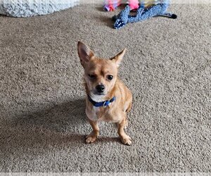 Chihuahua Dogs for adoption in Cuyahoga Falls , OH, USA
