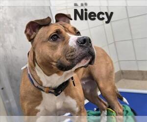 Bullboxer Pit Dogs for adoption in Derwood, MD, USA