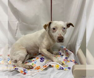 Chiweenie Dogs for adoption in Modesto, CA, USA