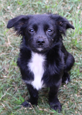 Chihuahua-Unknown Mix Dogs for adoption in PIPE CREEK, TX, USA