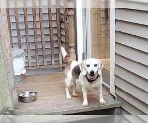 Beagle Dogs for adoption in CORNING, NY, USA