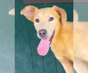 Golden Labrador Dogs for adoption in Green Forest, AR, USA