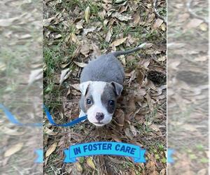 American Staffordshire Terrier-Unknown Mix Dogs for adoption in Tallahassee, FL, USA