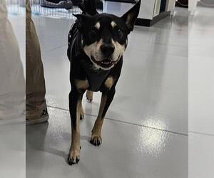 Mutt Dogs for adoption in Temple, TX, USA