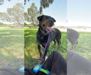 Rottweiler-Unknown Mix Dogs for adoption in Las Vegas, NM, USA