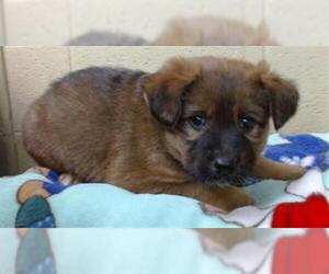 German Shepherd Dog-Unknown Mix Dogs for adoption in Downey, CA, USA