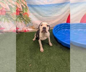 American Pit Bull Terrier-Unknown Mix Dogs for adoption in Globe, AZ, USA