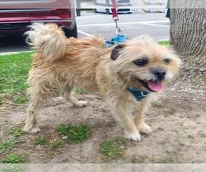 Brussels Griffon-Unknown Mix Dogs for adoption in Long Beach, CA, USA