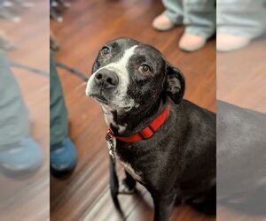 American Staffordshire Terrier-Unknown Mix Dogs for adoption in Holly Springs, NC, USA