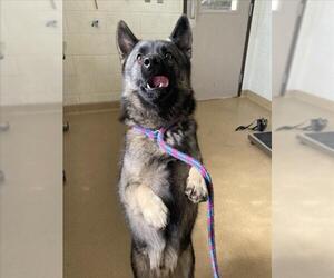 Siberian Husky-Unknown Mix Dogs for adoption in Derwood, MD, USA