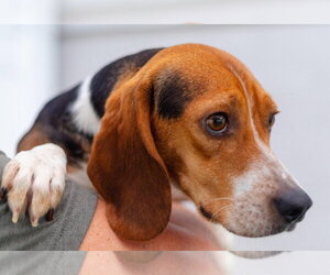 Beagle-Unknown Mix Dogs for adoption in Canton, CT, USA