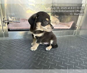 Chihuahua-Unknown Mix Dogs for adoption in Naples, FL, USA