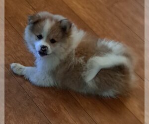Pomeranian-Unknown Mix Dogs for adoption in Vernon, IN, USA