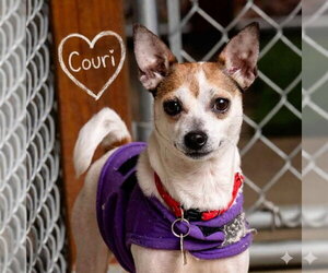 Chihuahua-Unknown Mix Dogs for adoption in Ellijay, GA, USA