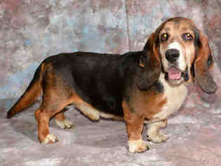 Basset Hound Dogs for adoption in West Valley, UT, USA