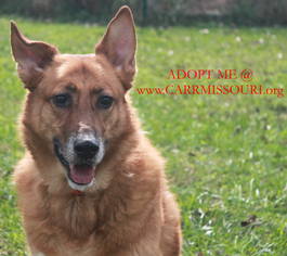 German Shepherd Dog-Unknown Mix Dogs for adoption in Holden, MO, USA