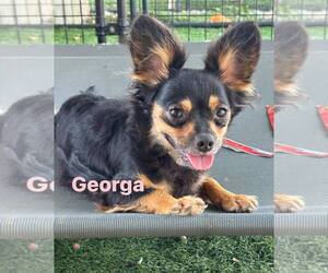 Chihuahua Dogs for adoption in Turlock, CA, USA