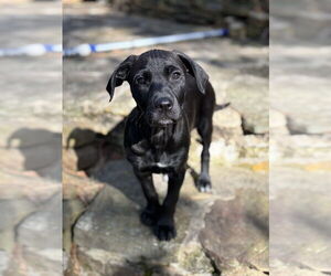 Mutt Dogs for adoption in Boston, MA, USA