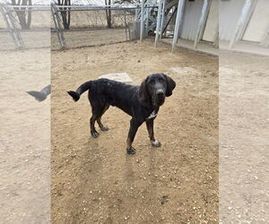 Black and Tan Coonhound-Mastiff Mix Dogs for adoption in Maquoketa, IA, USA