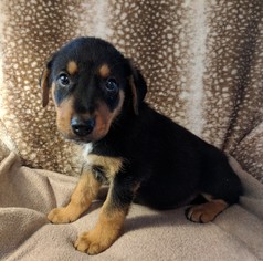 Shepweiller Dogs for adoption in Nashville, TN, USA