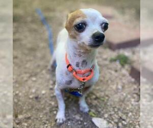 Chihuahua Dogs for adoption in Austin, TX, USA