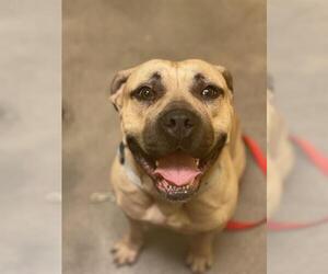 Mastiff Dogs for adoption in Forestville, MD, USA