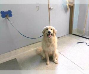 Golden Pyrenees Dogs for adoption in Tallahassee, FL, USA