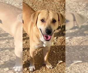 Labrador Retriever-Unknown Mix Dogs for adoption in Brewster, NY, USA