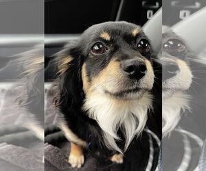 Chiranian Dogs for adoption in Bellevue, WA, USA