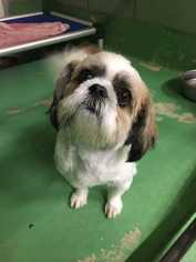 Shih Apso Dogs for adoption in Durham, NC, USA