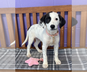 Colonial Cocker Spaniel-Unknown Mix Dogs for adoption in Genesee, WI, USA