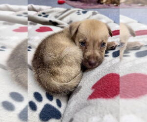 Anatolian Shepherd-Labrador Retriever Mix Dogs for adoption in Lakewood, CO, USA