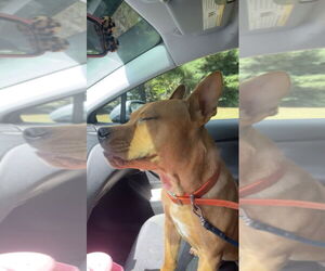 Medium Photo #6 Bulldog-Dogue de Bordeaux Mix Puppy For Sale in Mt. Laurel, NJ, USA