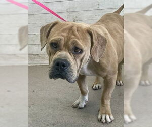 American Pit Bull Terrier-Unknown Mix Dogs for adoption in San Bernardino, CA, USA