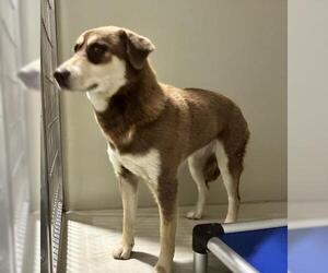 Siberian Husky Dogs for adoption in Bakersfield, CA, USA
